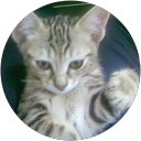 Argai Ngai profile picture